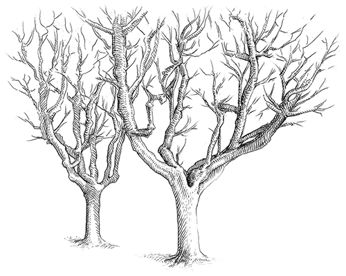 Ein Baumstamm verzweigt sich in viele große und kleine Äste, von denen einige bis in die Krone des Nachbarbaumes reichen. Auch in der Familiengeschichte kann man dem gemeinsamen Stamm nachgehen und die Verzweigungen in verschiedenste Richtungen erforschen.